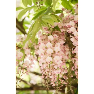 Blühende Japanische Wisteria 'Shiro Beni' mit rosa-weißen Blüten als Kletterpflanze.