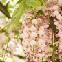 Blühende Japanische Wisteria 'Shiro Beni' mit rosa-weißen Blüten als Kletterpflanze.
