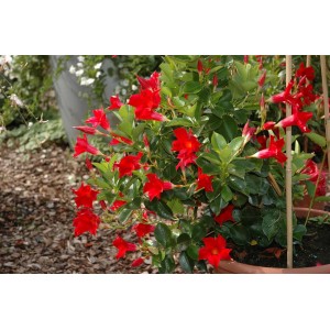 Dipladenie Busch mit roten Blüten im Topf, ca. 30-40 cm hoch.