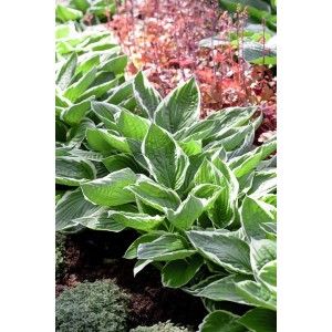 Blaublattfunkie (Hosta Sieboldiana) mit blaugrünen Blättern und weißem Rand im Beet.