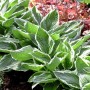 Blaublattfunkie (Hosta Sieboldiana) mit blaugrünen Blättern und weißem Rand im Beet.