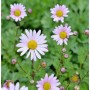 Grönland Margerite Stella, Arktische Chrysantheme mit rosa Blüten und gelber Mitte.