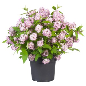 GROW by OBI Maiblumenstrauch Raspberry Sundae mit rosa-weißen Blüten im Topf.