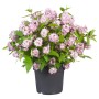 GROW by OBI Maiblumenstrauch Raspberry Sundae mit rosa-weißen Blüten im Topf.