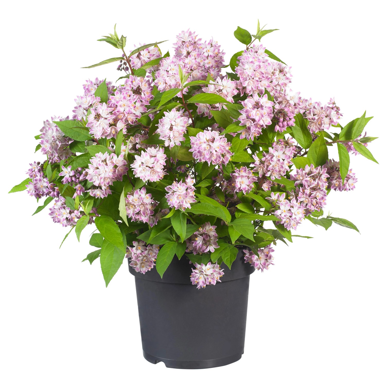 GROW by OBI Maiblumenstrauch Raspberry Sundae Weiß-Rosa H. ca. 40 cm Deutzia