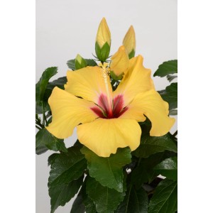 Gelber Roseneibisch HibisQs im Topf, Hibiscus Rosa-Sinensis, mit grünen Blättern und Blütenknospen.