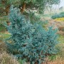 Blauer Zwergwacholder 'Meyeri' (20-30 cm) im Garten, silbrig-blaue Nadeln.