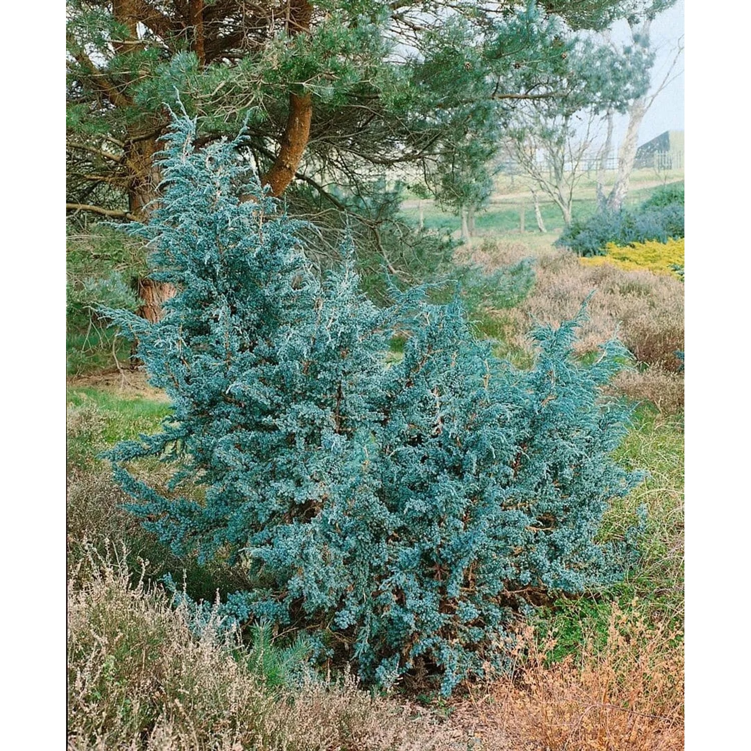 Blauer Zwergwacholder 'Meyeri' (20-30 cm) im Garten, silbrig-blaue Nadeln.