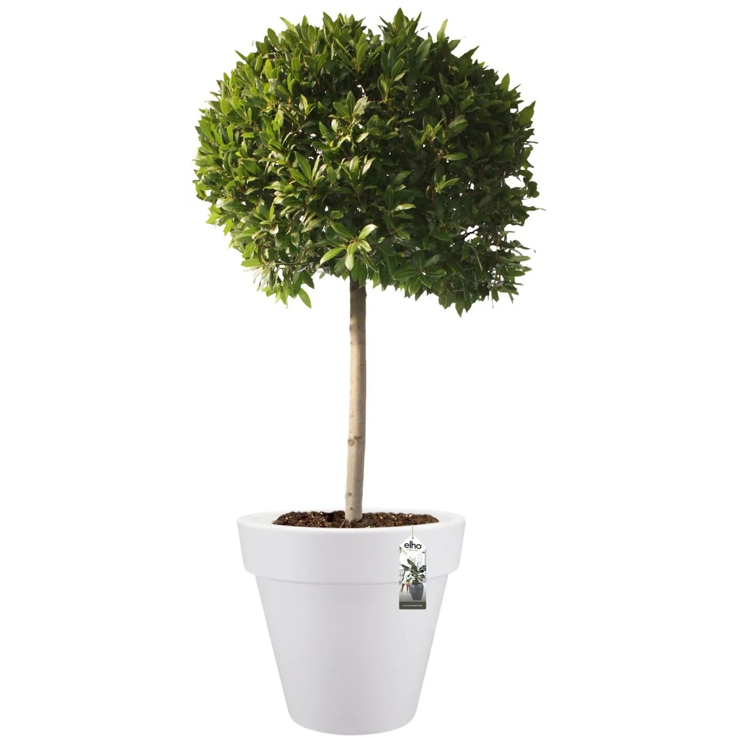 Pflaumenbaum 'Monaca Di Velletri' – Alte Obstsorte, Topf 20, Bis 170 Cm, 2 Jahre