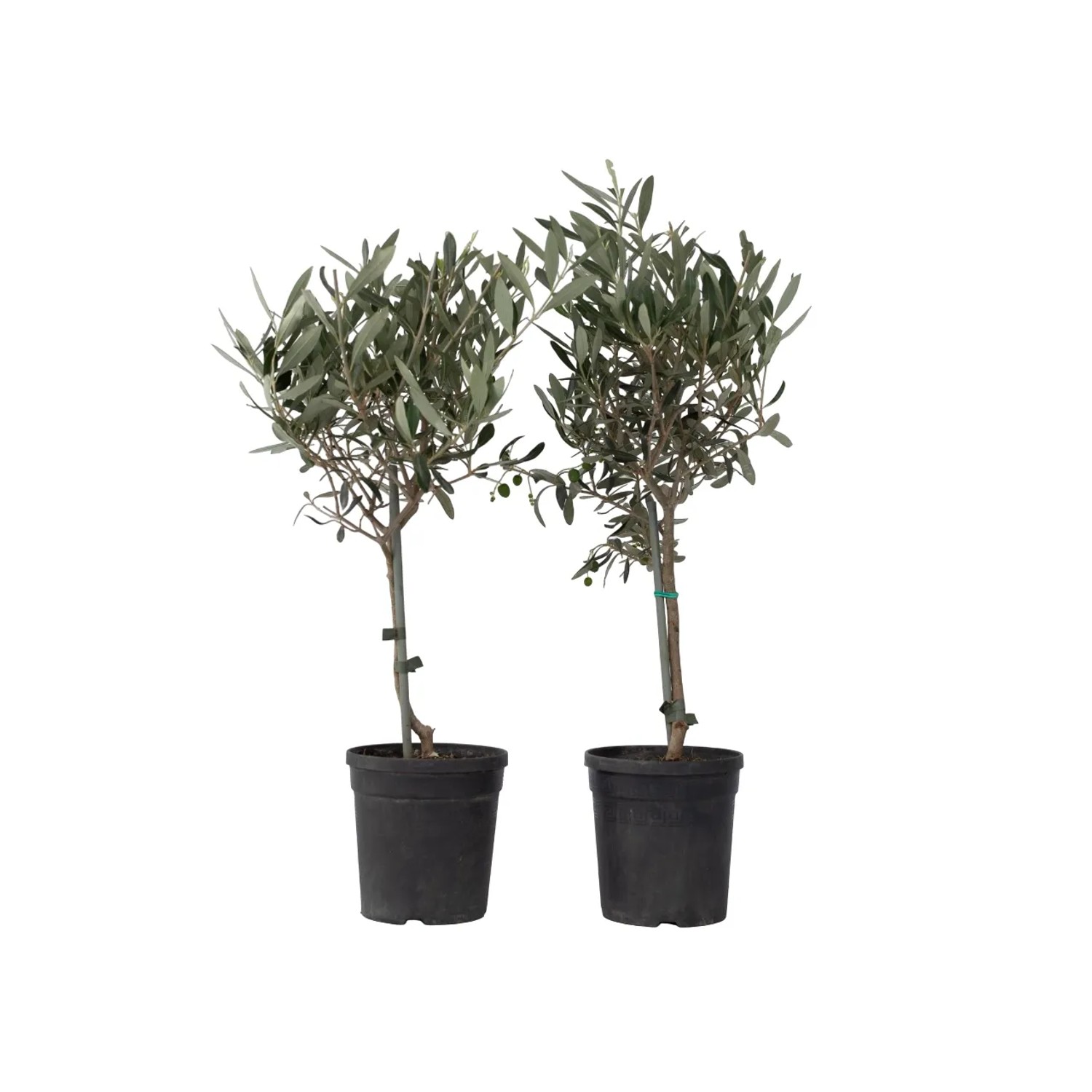 Plant In A Box Olivenbäume X2  Olea Europaea Höhe 50cm Ø14 Grün  Auf Stamm