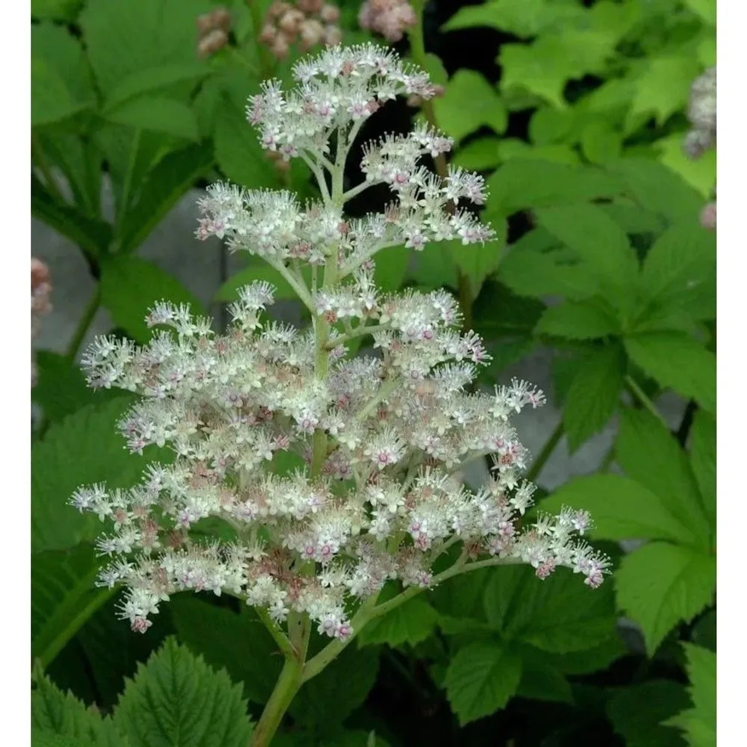Rodgersie Spitzentänzerin - Rodgersia henrici