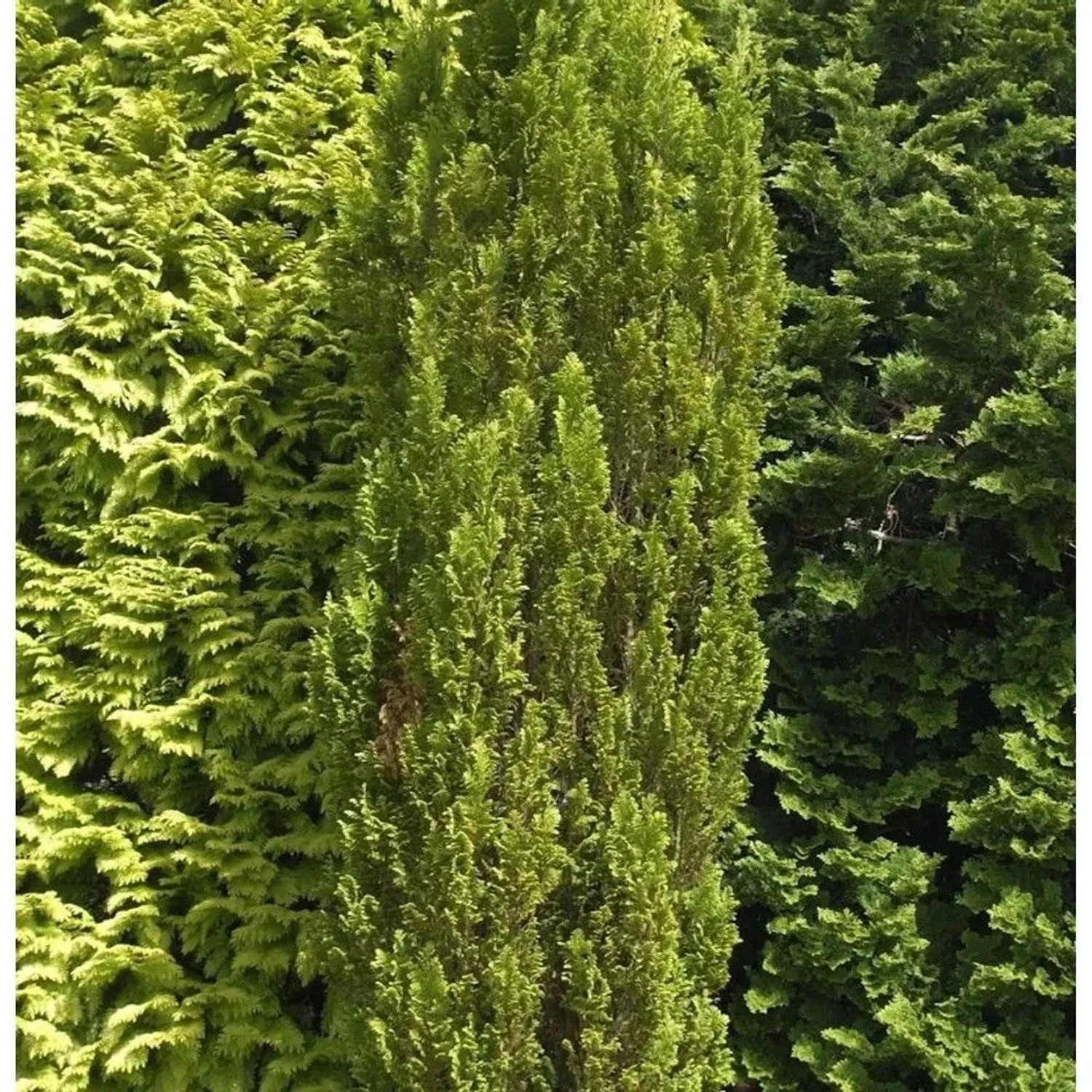 Kegelzypresse Ellwoodii Gold 30-40cm - Chamaecyparis,awsoniana