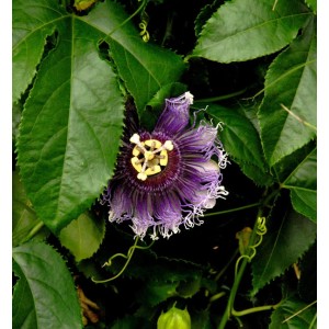 Nahaufnahme einer lilafarbenen Passionsblume 'Purple Haze' mit grünen Blättern.