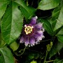 Nahaufnahme einer lilafarbenen Passionsblume 'Purple Haze' mit grünen Blättern.