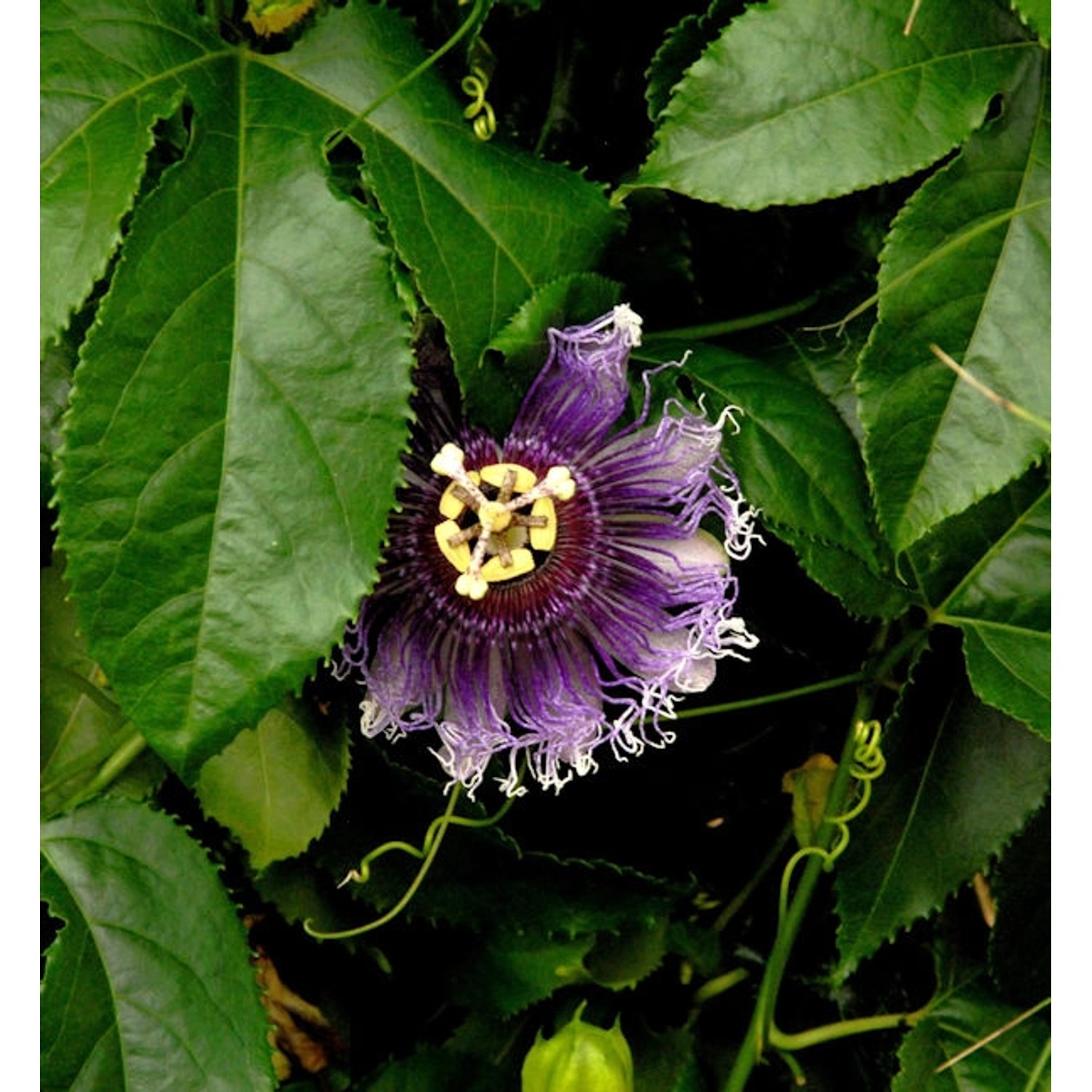 Passionsblume Purple Haze - Passiflora caerulea günstig online kaufen