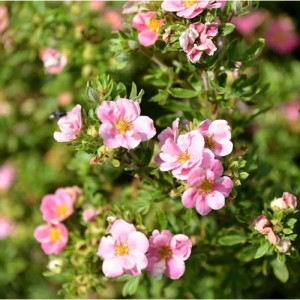 10er Set: Kleiner Spierstrauch 'Pretty Polly' (Potentilla fruticosa) mit zartrosa Blüten.