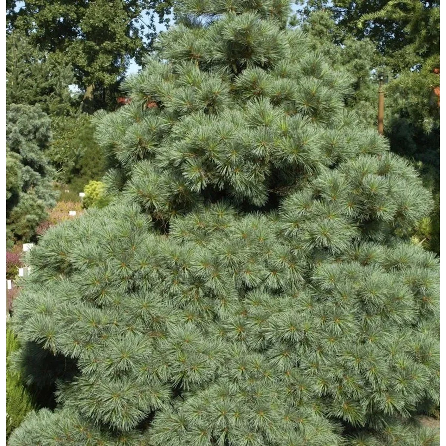 Die Zwergseidenkiefer Macopin 40-50cm - Pinus strobus