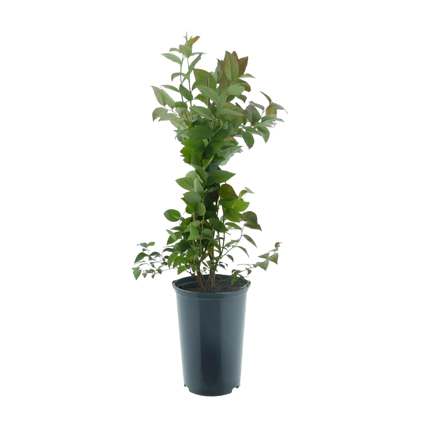 Heidelbeere Bluecrop BIO Höhe ca. 30-40 cm Topf ca. 3, Vaccinium corymbosum