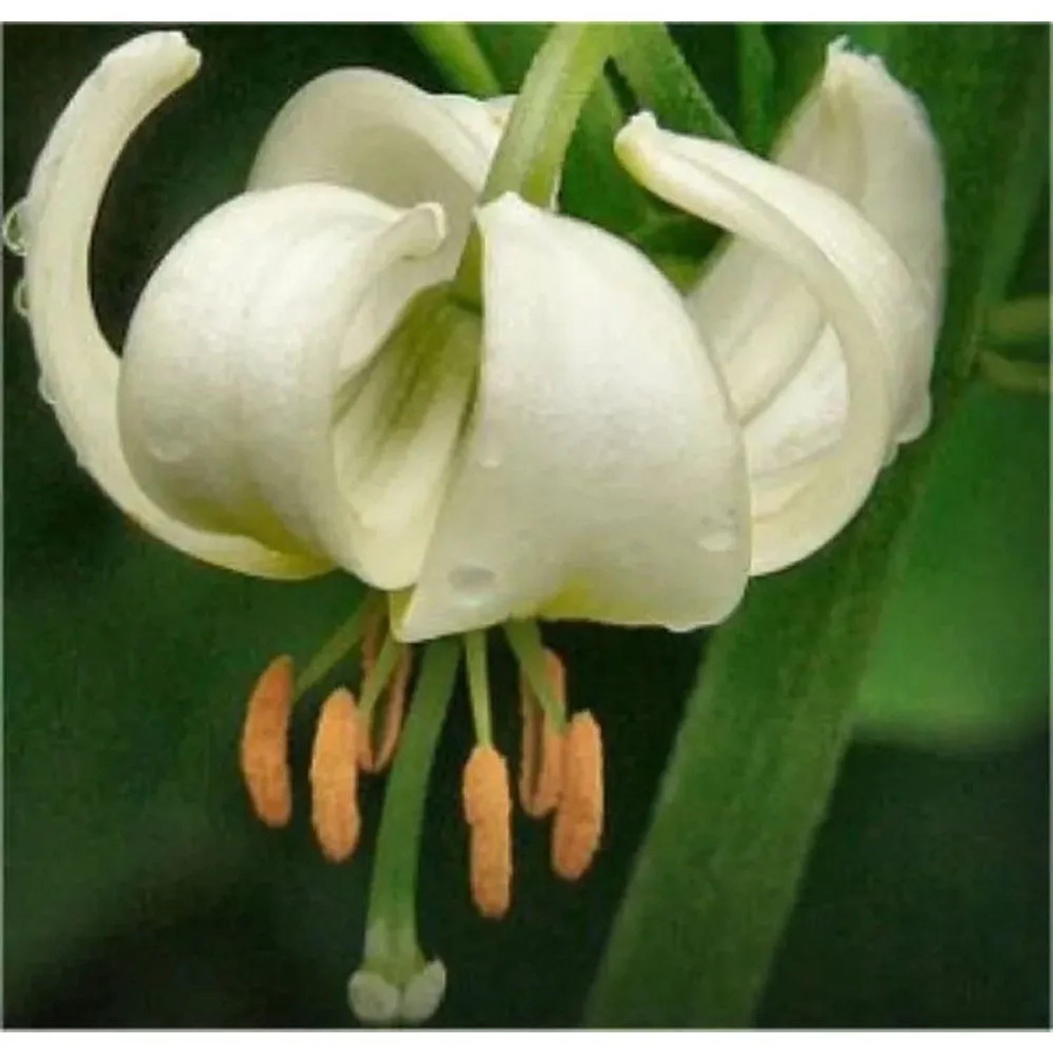 Türkenbundlilie Album - Lilium martagon