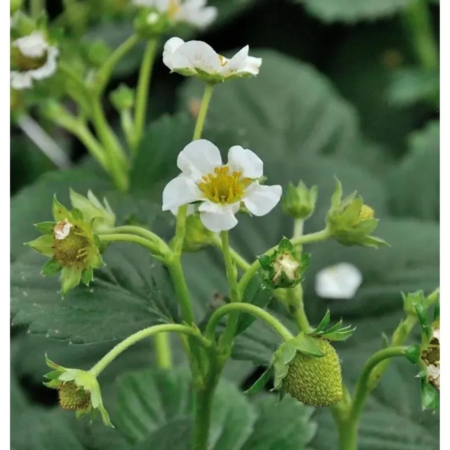 Walderdbeere Verbesserte Rügen - Fragaria vesca semperflorens
