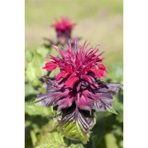 Nahaufnahme der roten Blüte der Indianernessel (Monarda didyma) im 9x9 cm Topf.