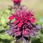 Nahaufnahme der roten Blüte der Indianernessel (Monarda didyma) im 9x9 cm Topf.