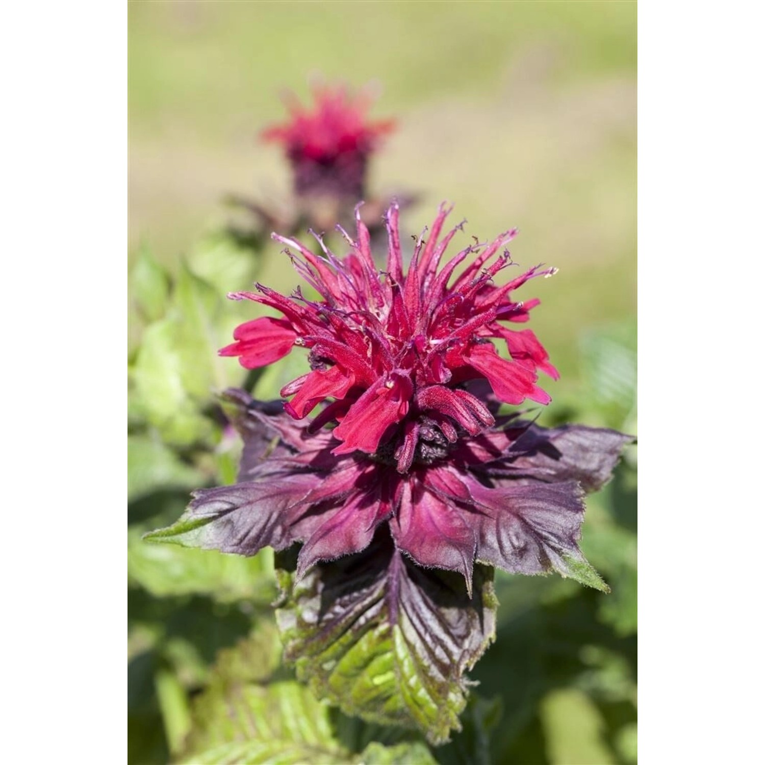 Monarda Didyma Indianernessel Ca. 9x9 cm Topf günstig online kaufen