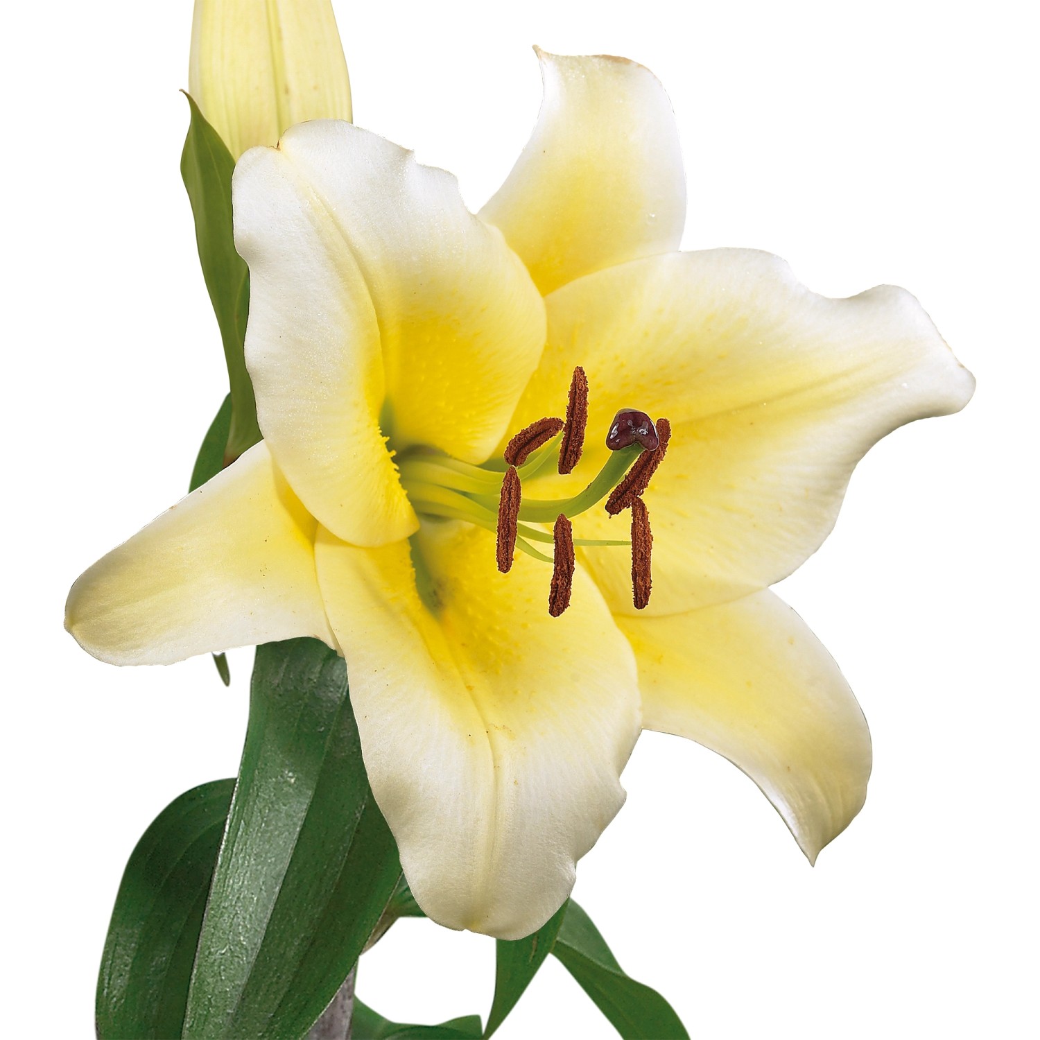 GROW by OBI Duftender Garten Lilien "Conca d'Or" Gelb kaufen bei OBI