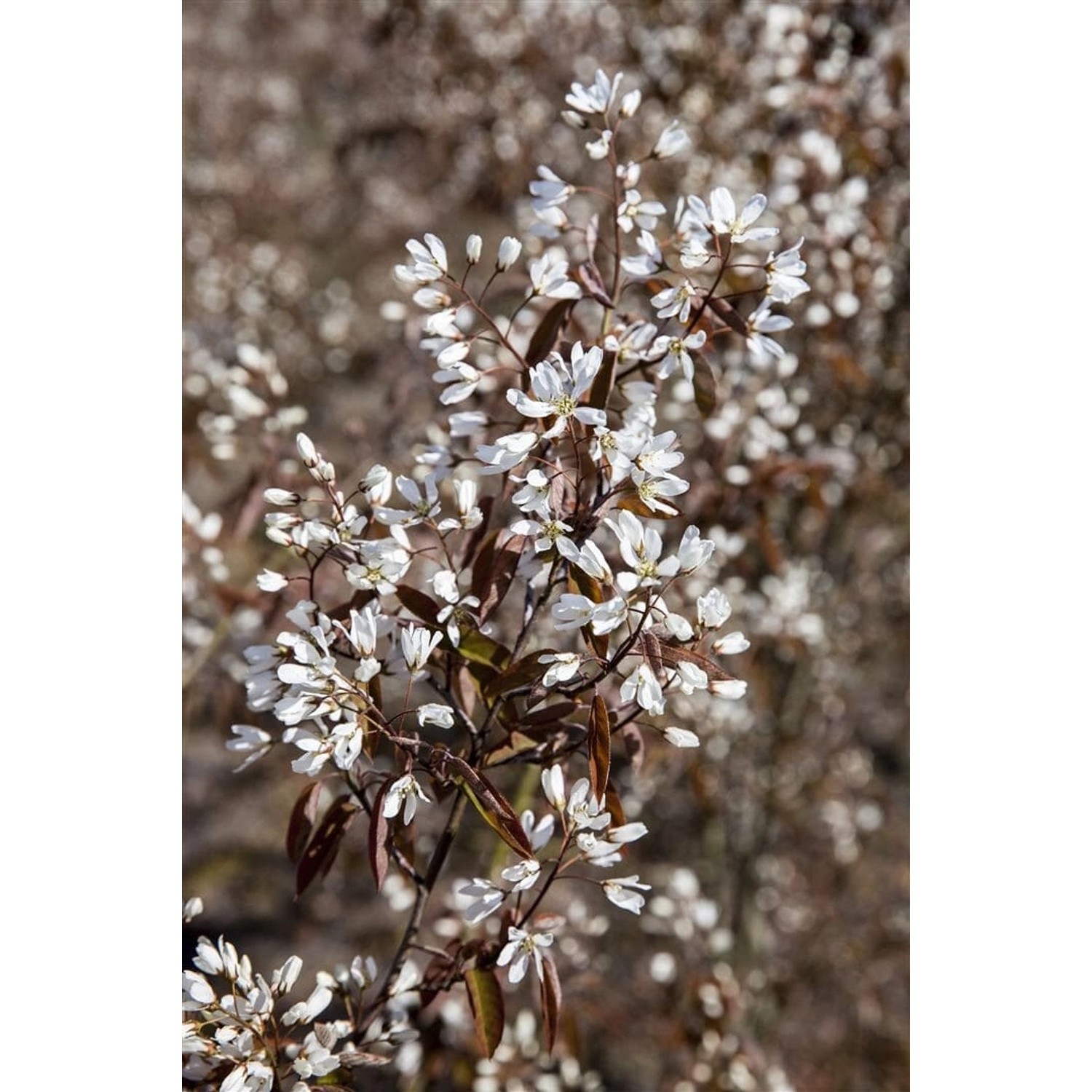 Amelanchier Rainbow Pillar Felsenbirne 40–60 cm Mehrfarbig günstig online kaufen