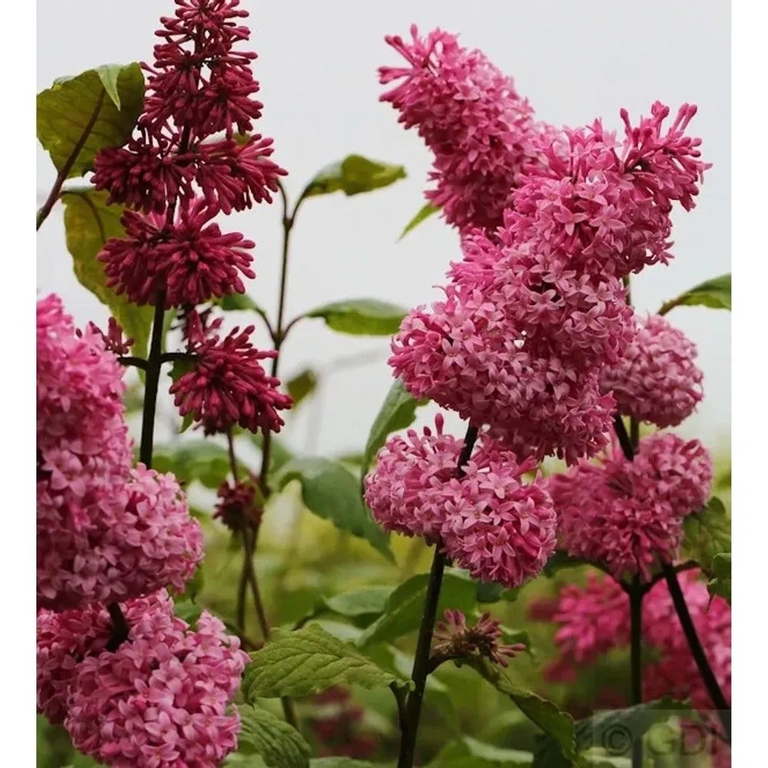 Edelflieder Miss Canada - Kircher-Collection 30-40cm - Syringa hyacinthiflora