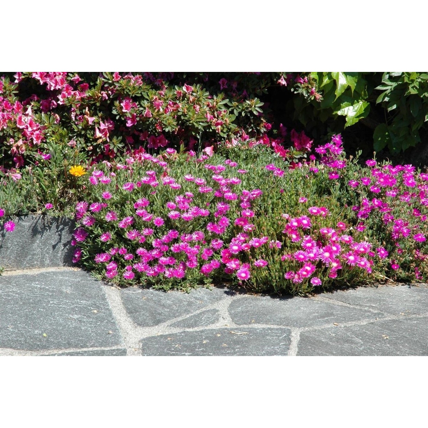 Delosperma Cooperi Mittagsblume Rosa Ca. 9x9 cm Topf günstig online kaufen