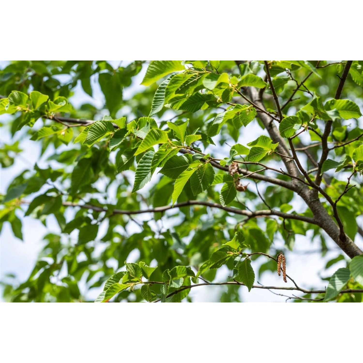 Ostrya Carpinifolia Hopfenbuche 60–100 cm günstig online kaufen