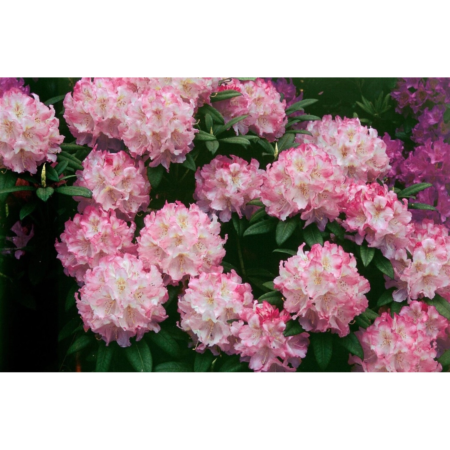 Rhododendron Insigne Immergrün 60–70 cm günstig online kaufen