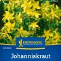 Kiepenkerl Johanniskraut Saatgut mit goldgelben Blüten auf der Verpackung.