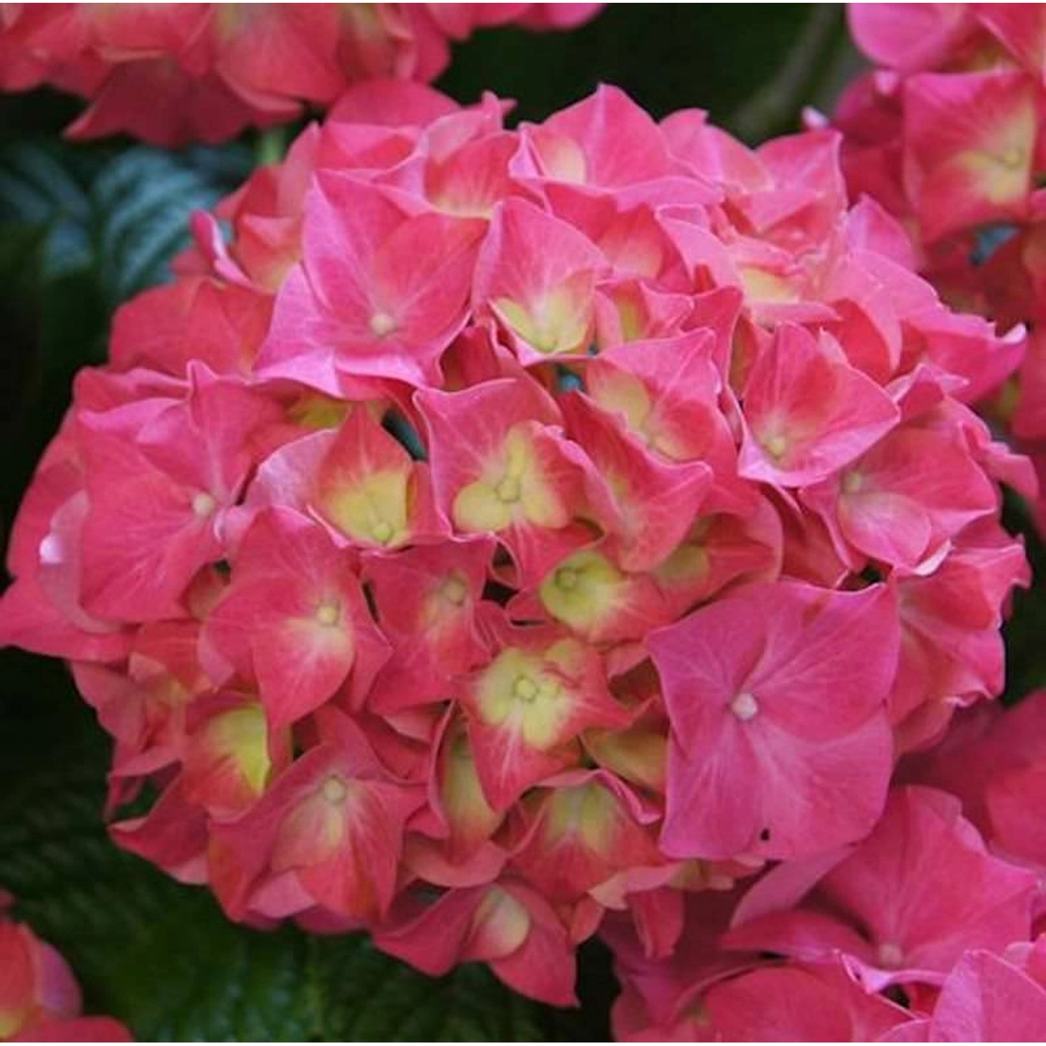 Bauernhortensie Everbloom Red Wonder 30-40cm - Hydrangea macrophylla günstig online kaufen