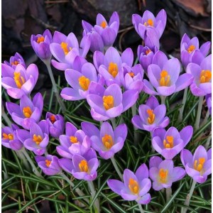 Nahaufnahme von violetten Herbstkrokus (Crocus speciosus) Blüten mit orangefarbenen Staubgefäßen.