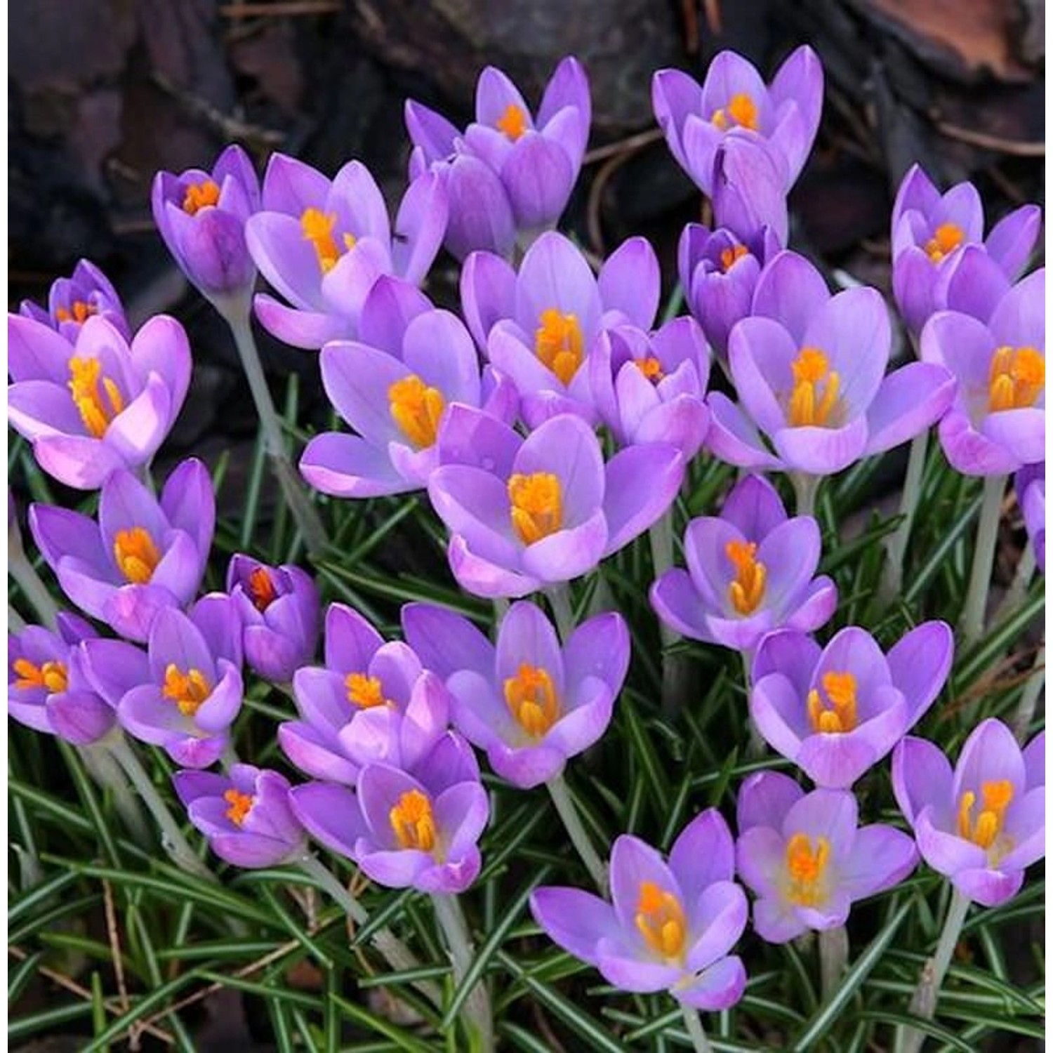 Pracht Herbstkrokus - Crocus speciosus günstig online kaufen