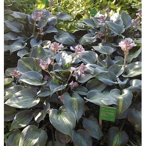 Funkie 'Touch of Class' (Hosta cultorum) mit blaugrünen Blättern und zarten, hellvioletten Blüten.