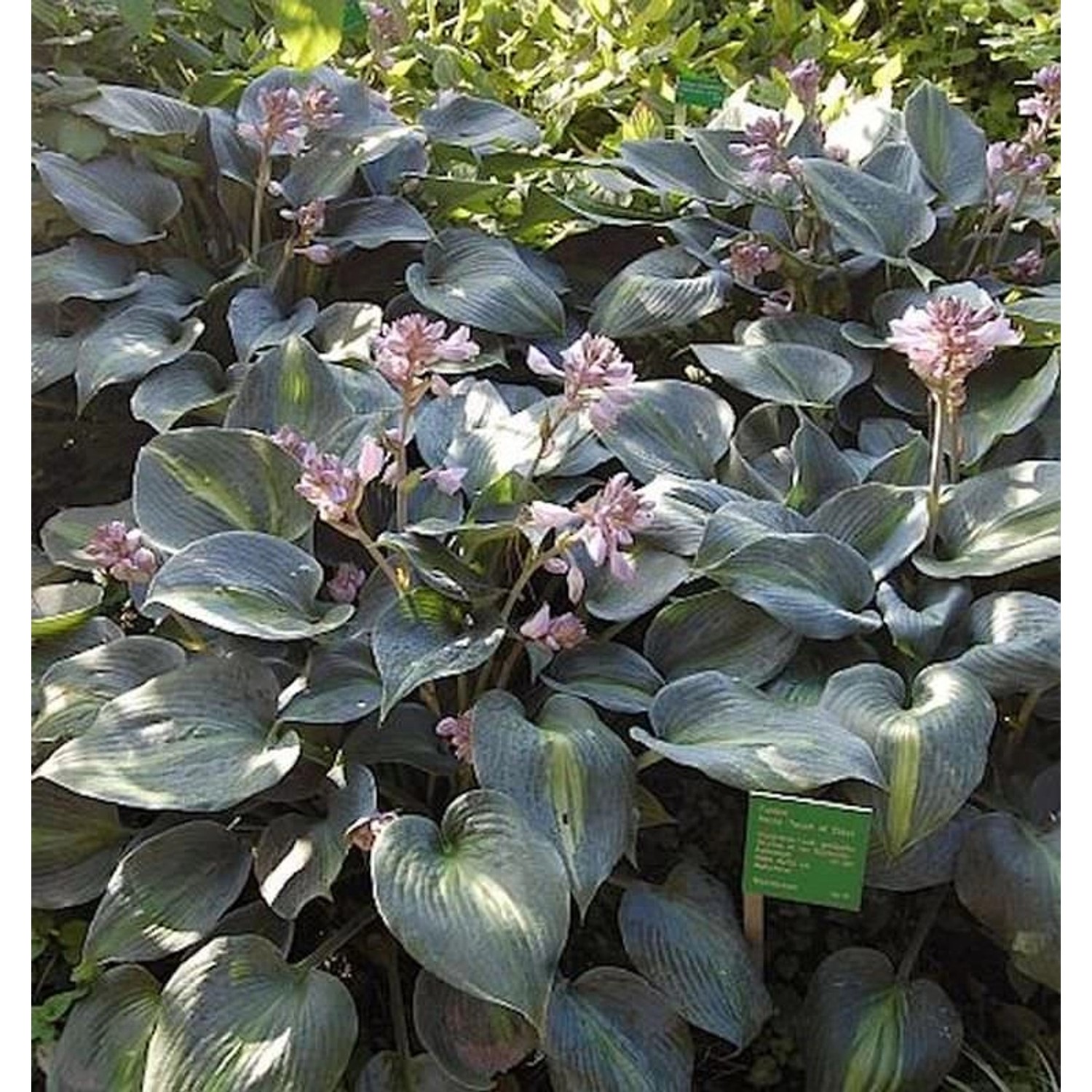 Funkie Touch of Class - Hosta cultorum günstig online kaufen