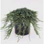 Blauer Kriechwacholder Ice Blue (Juniperus horizontalis) im Topf.