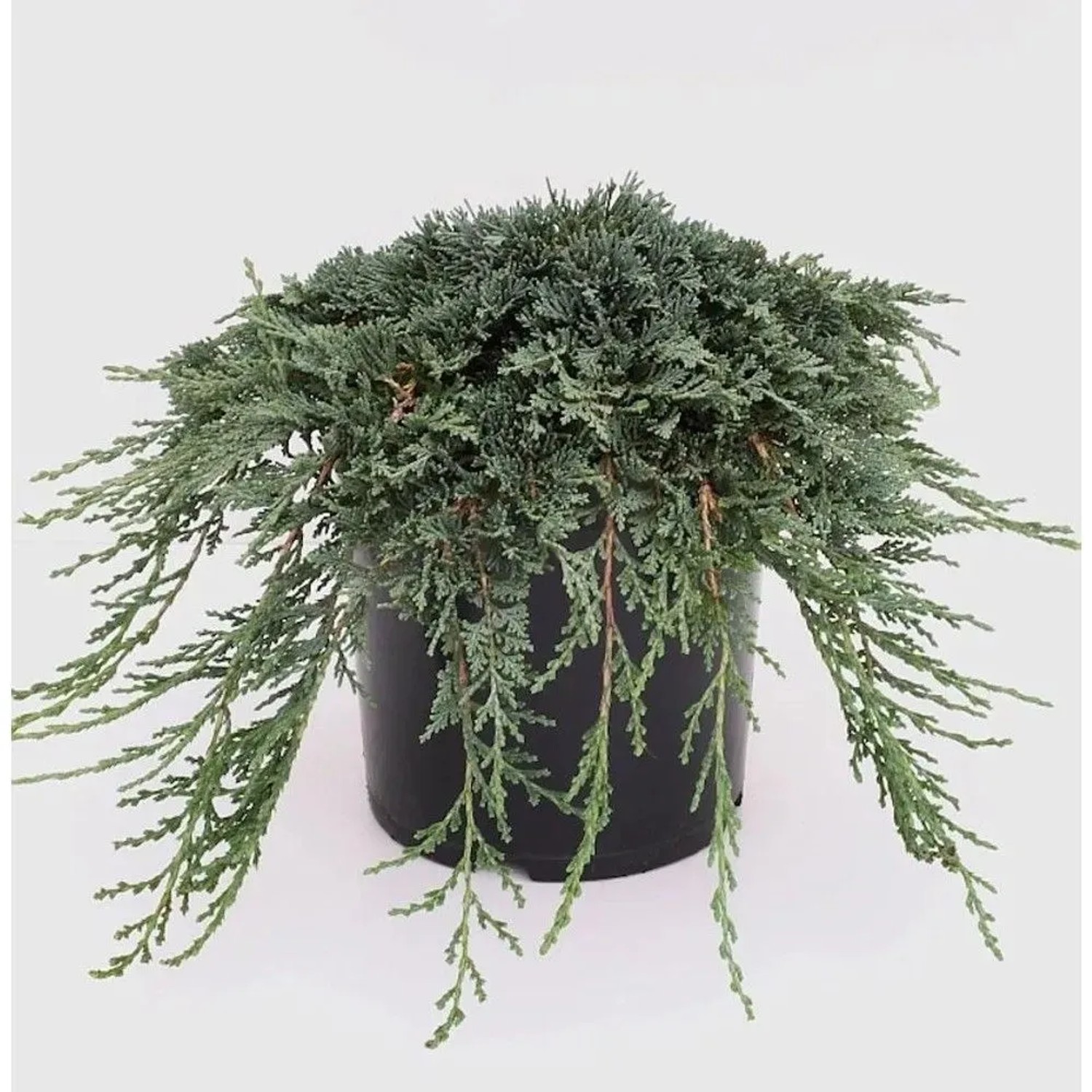 Blauer Kriechwacholder Ice Blue 30-40cm - Juniperus horizontalis