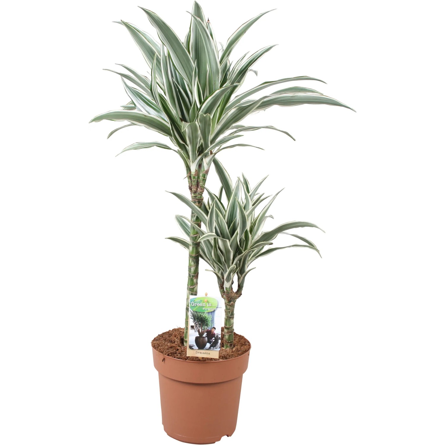 goldfruchtpalme pflegefehler Goldfruchtpalme - Dypsis lutescens