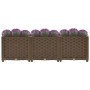 Braunes furnicato Hochbeet (120x40x38 cm) aus Polypropylen mit lila Lavendel.
