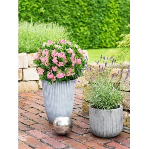 Rhododendron Bloombux® Magenta im Topf, immergrüne Alternative zum Buchsbaum mit leuchtenden Blüten.