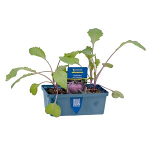 Kiepenkerl Kohlrabi Blau, 6er Schale mit jungen, blauen Kohlrabipflanzen.