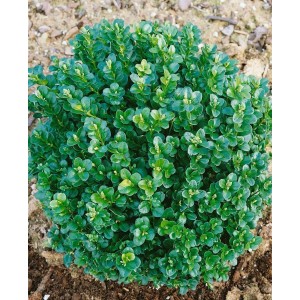 Kugeliger Buxus Sempervirens Ingrid Buchsbaum, 55–60 cm, immergrün und schnittverträglich.
