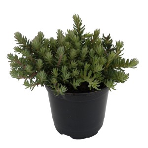 Garten-Fettblatt Sedum reflexum im Topf, grüne Blätter.