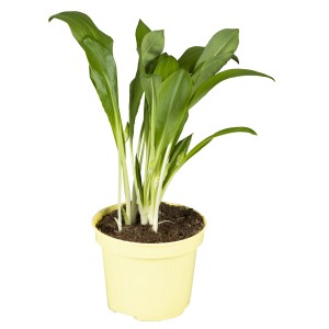 Bärlauch 'Gismo' im 12 cm Topf. Würziges Küchenkraut für schattige Standorte.