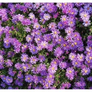 Nahaufnahme der Kissenaster 'Blaue Lagune' mit violetten Blüten und gelber Mitte.