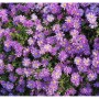 Nahaufnahme der Kissenaster 'Blaue Lagune' mit violetten Blüten und gelber Mitte.